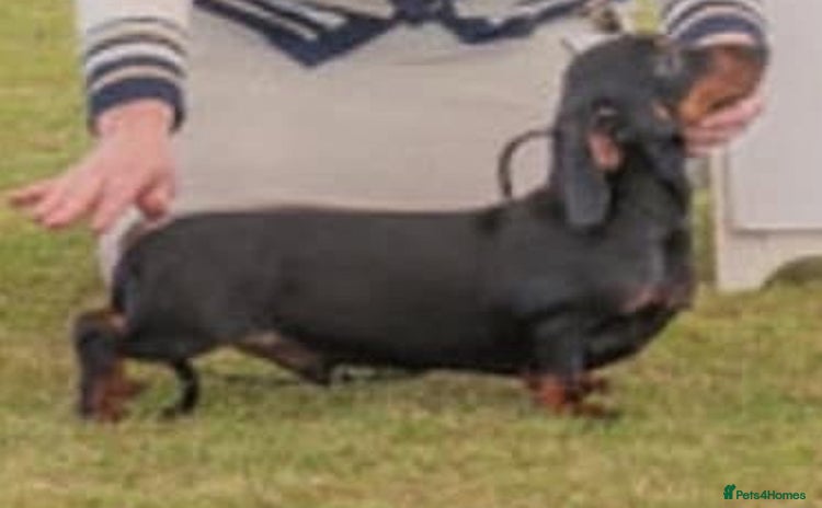 Miniature Dachshund dogs - Advert 4