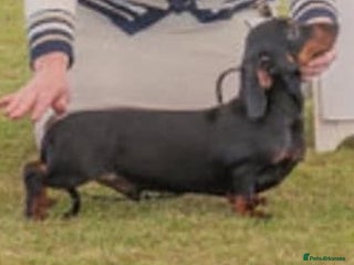 Miniature Dachshund dogs - Advert 2