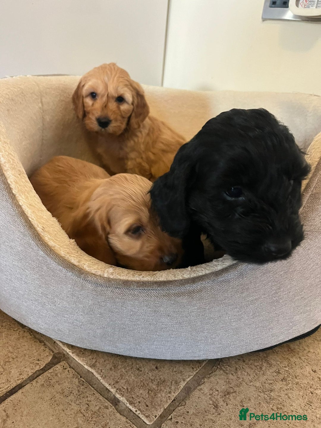 Cockapoo dogs for sale: Beautiful puppies  - Advert 5