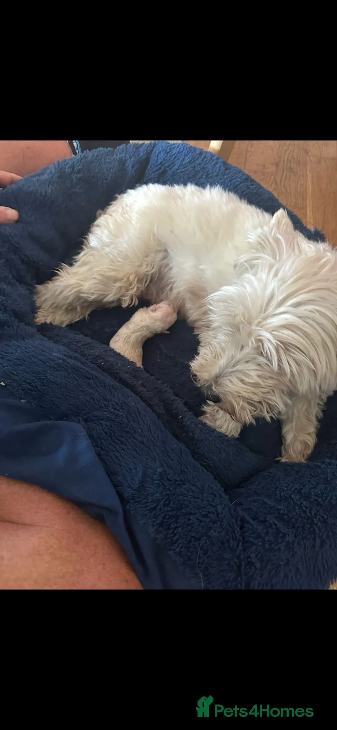 West Highland Terrier dogs for sale: West highland white terrier male puppy in Hayling Island - Advert 3