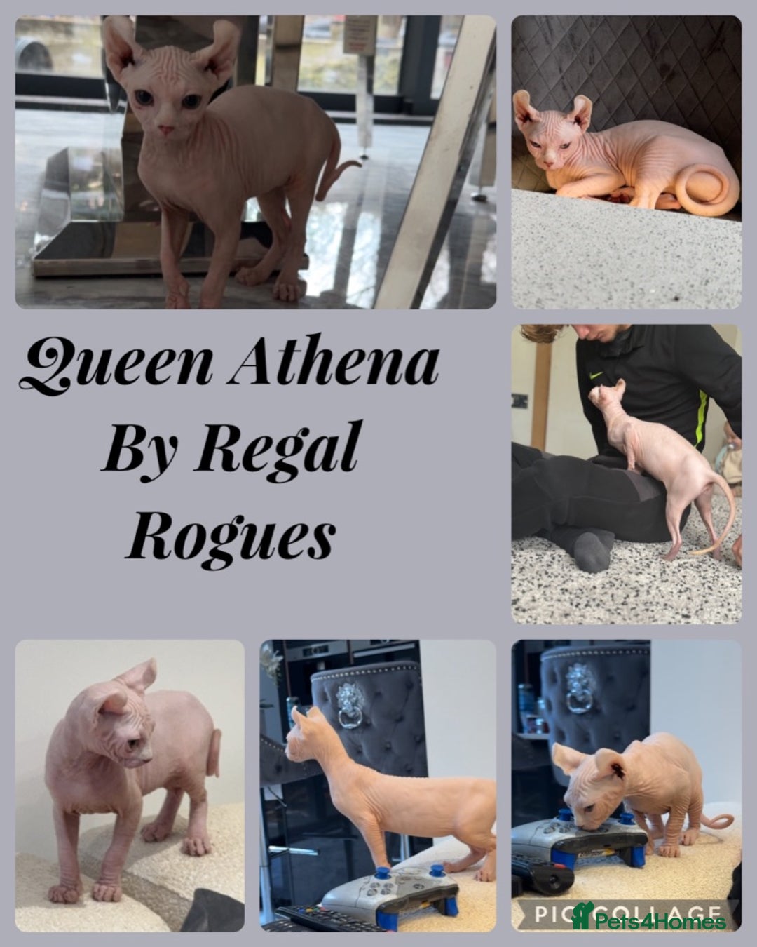 Sphynx cats for sale: FAB OPPORTUNITY! adults&kittens active TICA reg! - Image 2