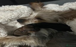 Yorkshire Terrier dogs for sale: Yorkshire Terrier puppies - Image 8