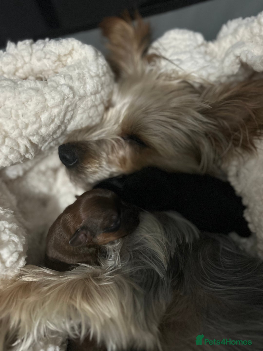 Yorkshire Terrier dogs for sale: Yorkshire Terrier puppies - Image 8