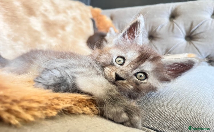 Maine Coon cats - Advert 1
