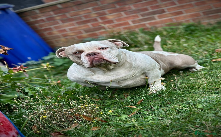 American Bully dogs - Advert 1
