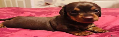 Dachshund 2