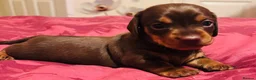 Dachshund dogs for sale: Beautiful Chocolate and Tan girls - Advert 5