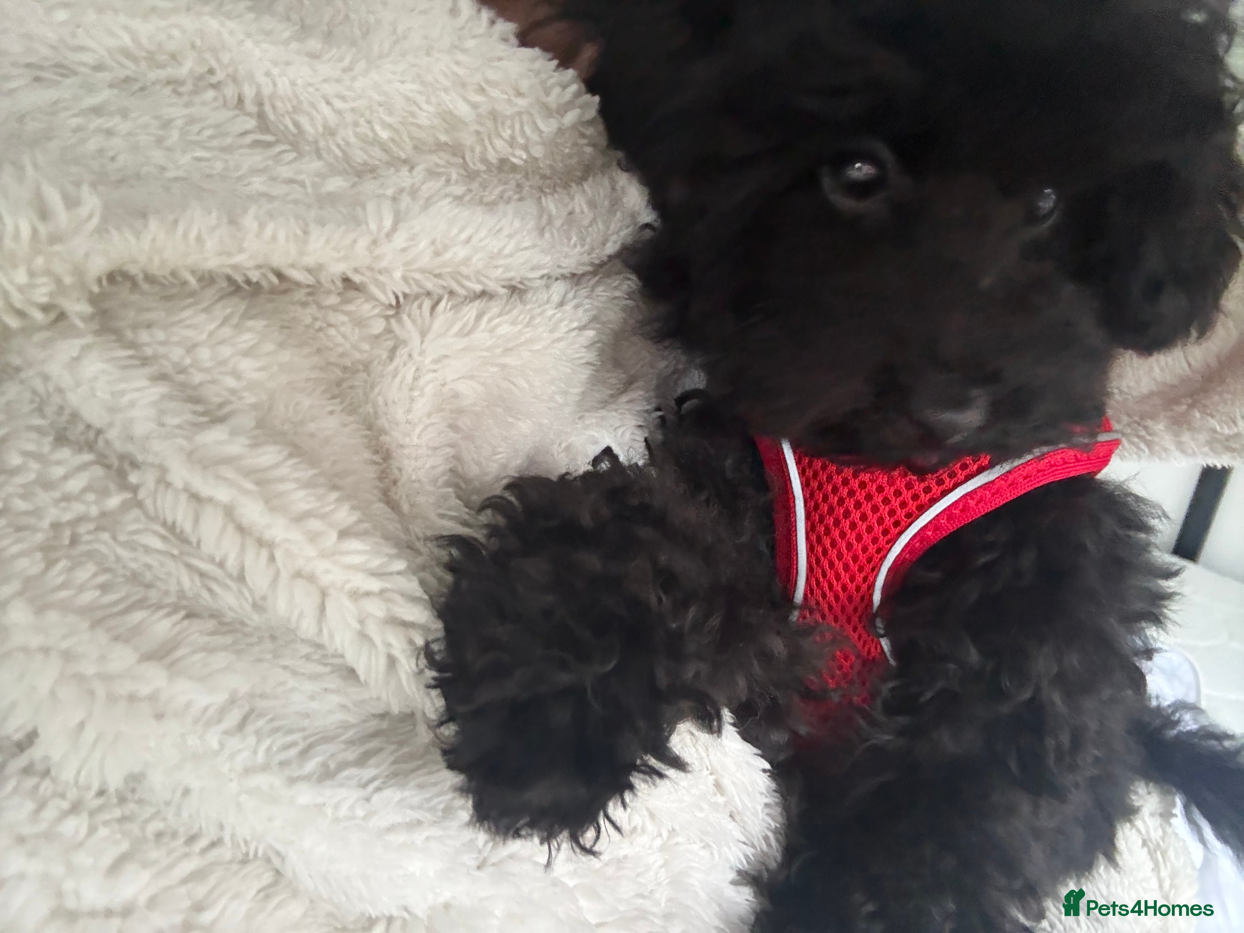Toy Poodle dogs Toy Poodle looking for loving home  - Advert 1
