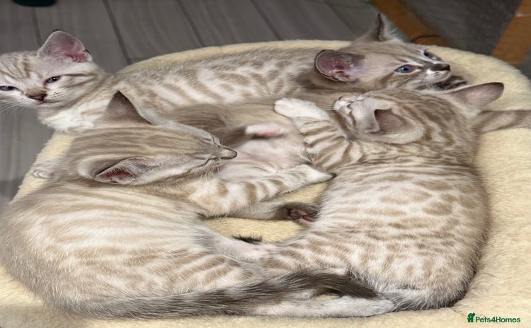 Bengal cats - Advert 16