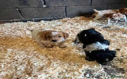 Brittany Spaniel dogs for sale: Brittany puppies for sale  - Image 16
