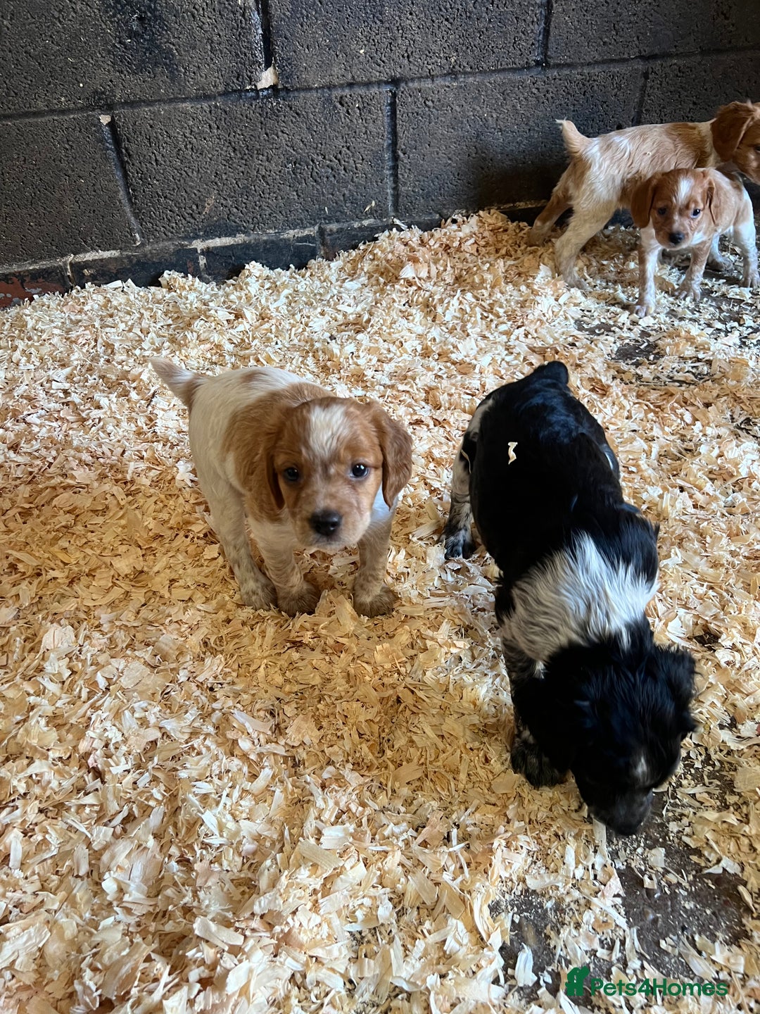 Brittany Spaniel dogs for sale: Brittany puppies for sale  - Image 16