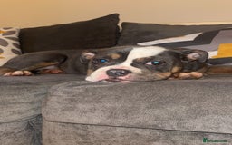 Olde English Bulldogge dogs for sale: Olde English bulldogs - Image 6