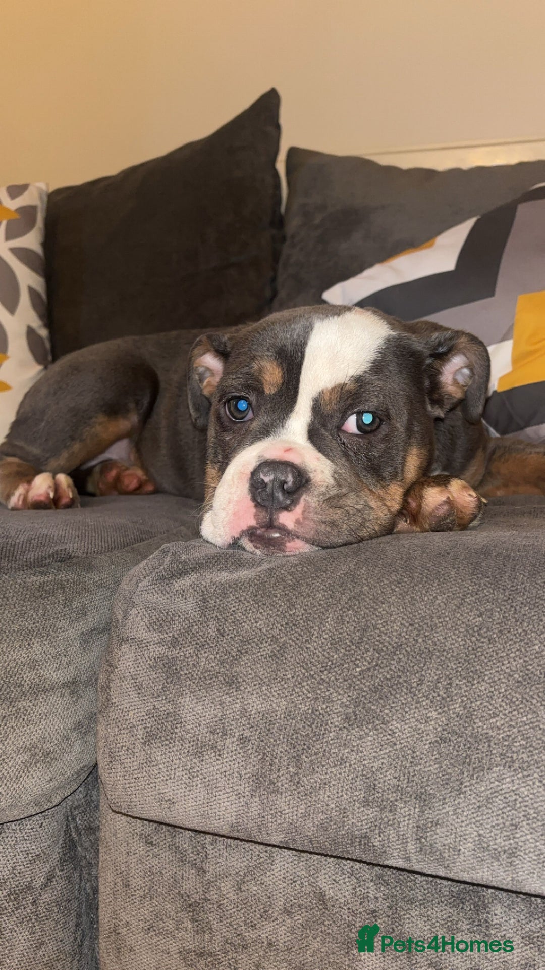 Olde English Bulldogge dogs for sale: Olde English bulldogs - Image 6
