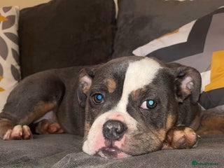 Olde English Bulldogge dogs Olde English bulldogs - Advert 2