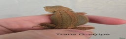 Bearded Dragon reptiles for sale: Variety of bearded dragon babies  - Advert 8