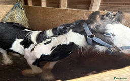 Irish Cob horses for sale: beautiful bingo 😍 - Image 8