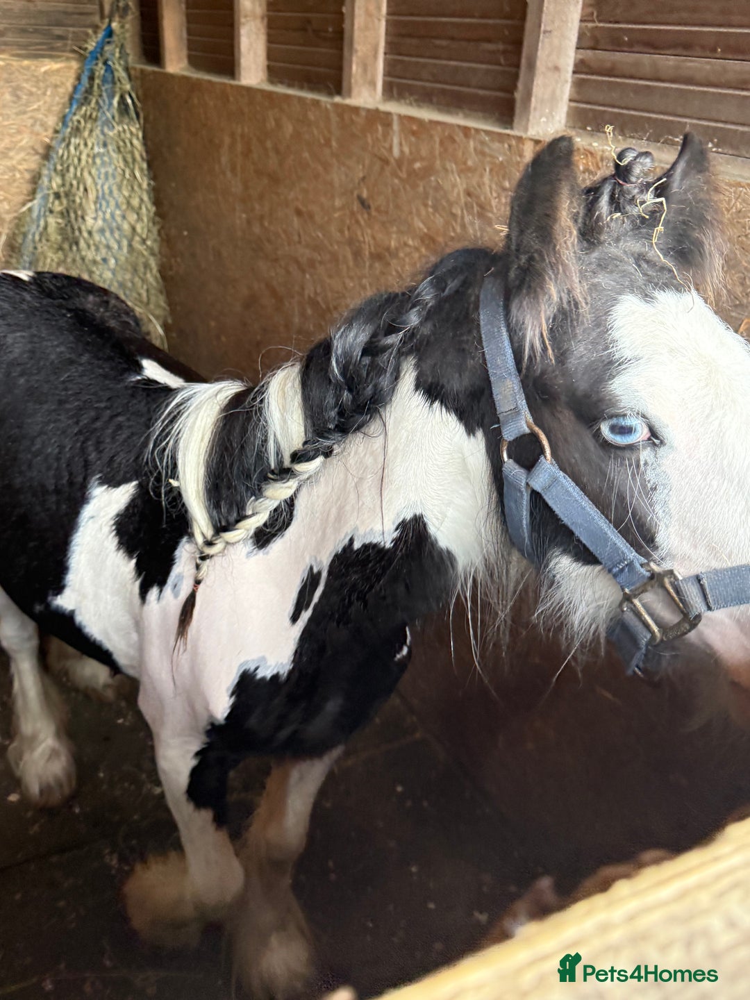 Irish Cob horses for sale: beautiful bingo 😍 - Image 8