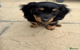 Miniature Dachshund dogs for sale: Miniature Dachshunds Vaccinated and Ready to leave in Harlow - Image 5