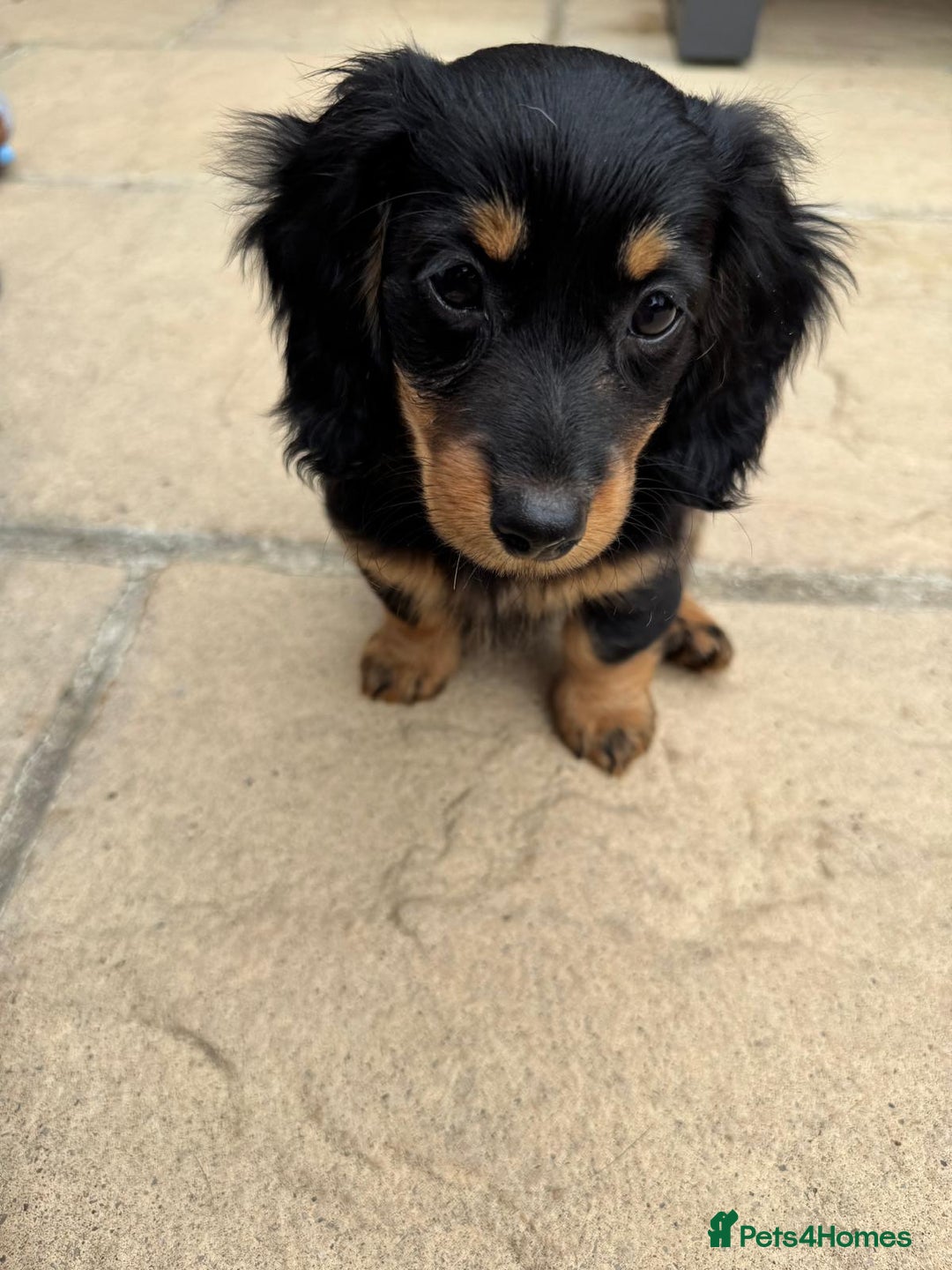 Miniature Dachshund dogs for sale: Miniature Dachshunds Vaccinated and Ready to leave in Harlow - Image 5