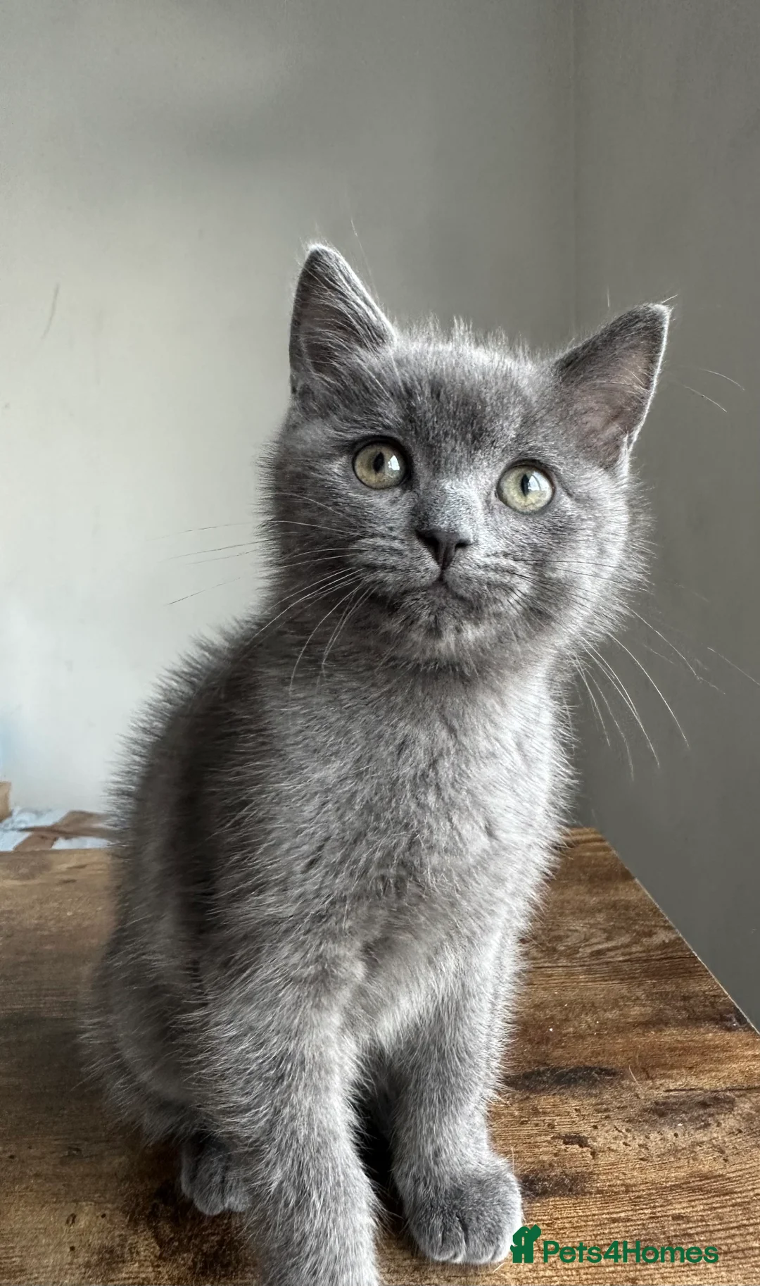 British Shorthair cats for sale: 2 British shorthair boys - Advert 7