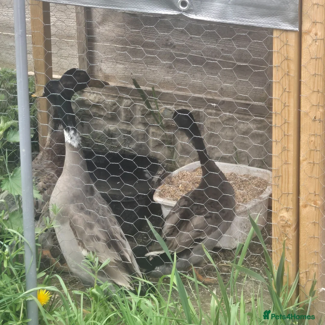 Mixed Breed birds for sale: Indian runner ducks in Redditch - Advert 1