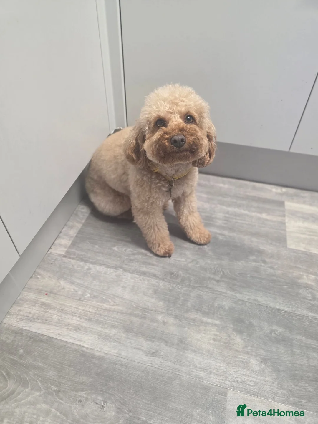 Mixed Breed dogs for sale: Female cavapoo  - Advert 2