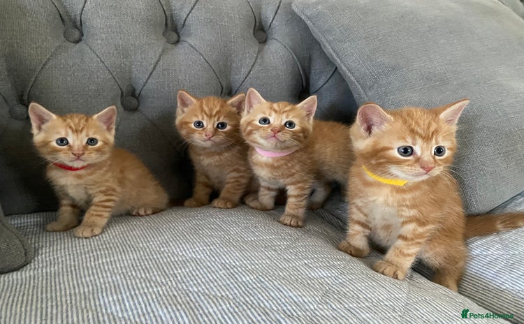 Domestic Shorthair cats - Advert 10