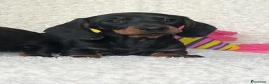 Dachshund 2