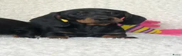 Dachshund dogs for sale: Beautiful Miniature Dachshund Puppies  - Advert 15