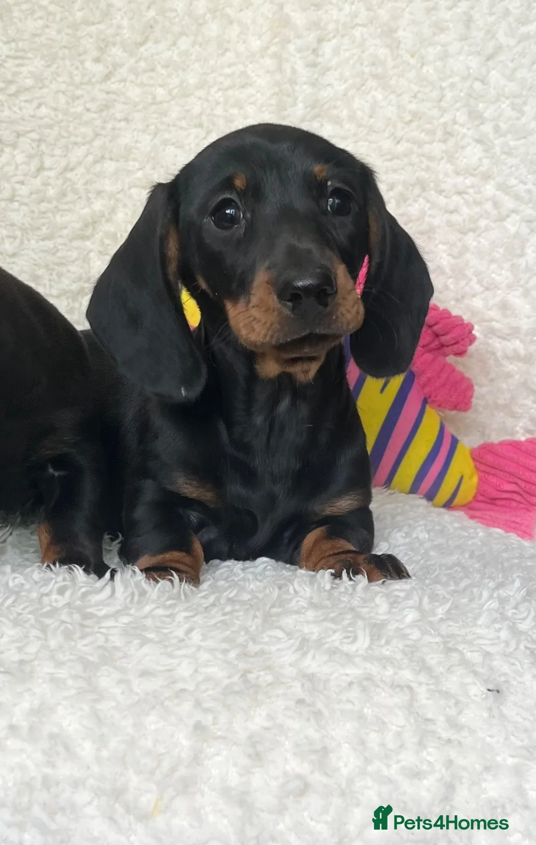 Dachshund dogs for sale: Beautiful Miniature Dachshund Puppies  - Advert 15