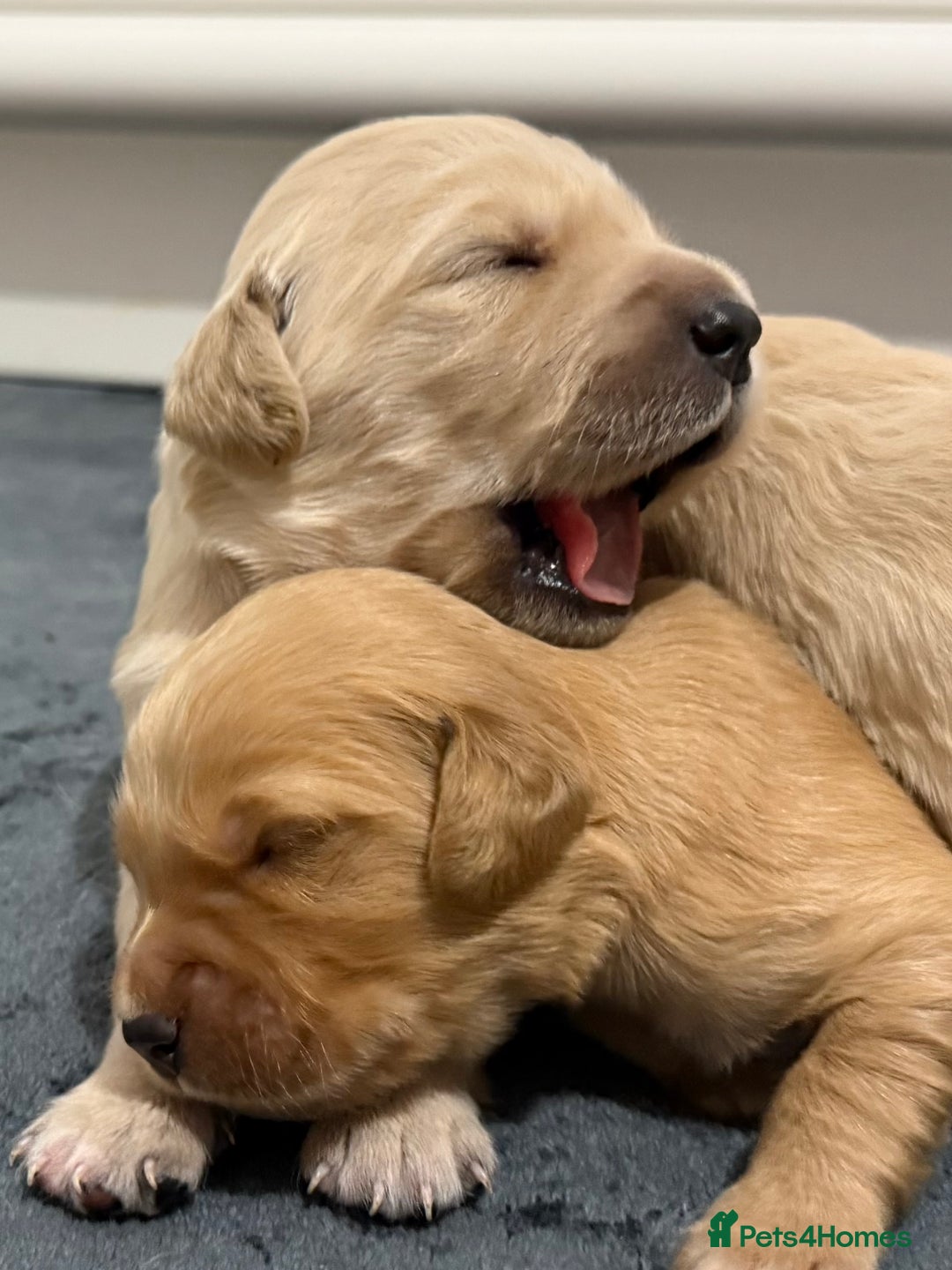 Golden Retriever dogs for sale: KC Golden Retriever Puppies - The Stranger Gang  - Advert 23