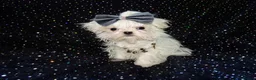 Maltese dogs for sale: ****Exquisite KC Registered Maltese Boy Puppy****  - Advert 11