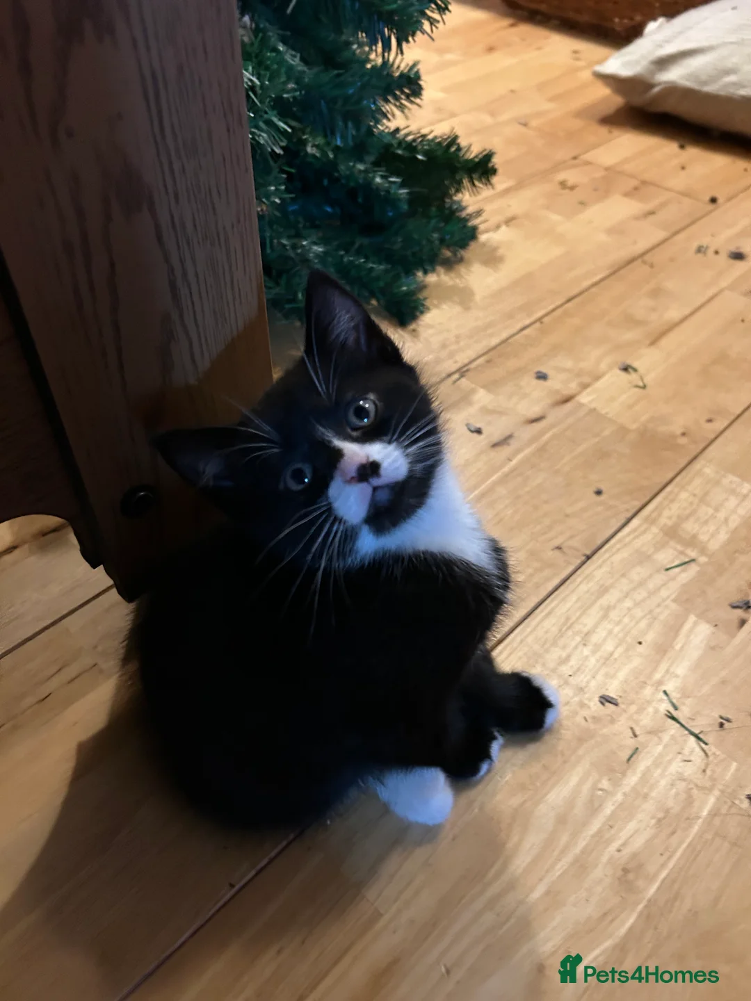 Mixed Breed cats for sale: Playful gorgeous kittens - Advert 4