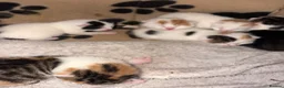Mixed Breed cats for sale: Kittens  - Advert 3