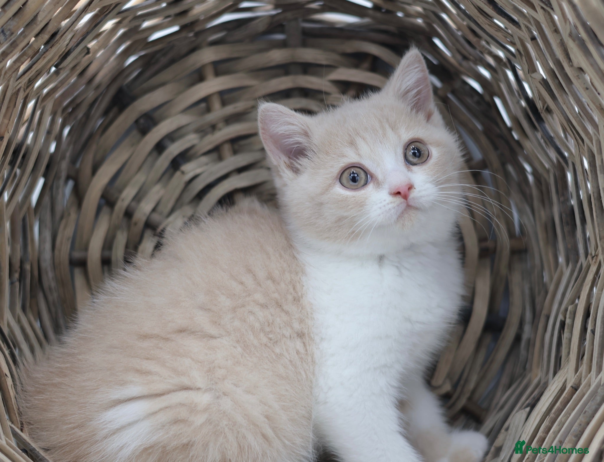 British Shorthair cats READY NOW REGISTERED CHUNKY BRITISH SHORTHAIRS - Advert 1