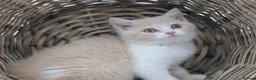British Shorthair cats for sale: PEDIGREE REGISTERED CHUNKY BRITISH SHORTHAIRS - Advert 11