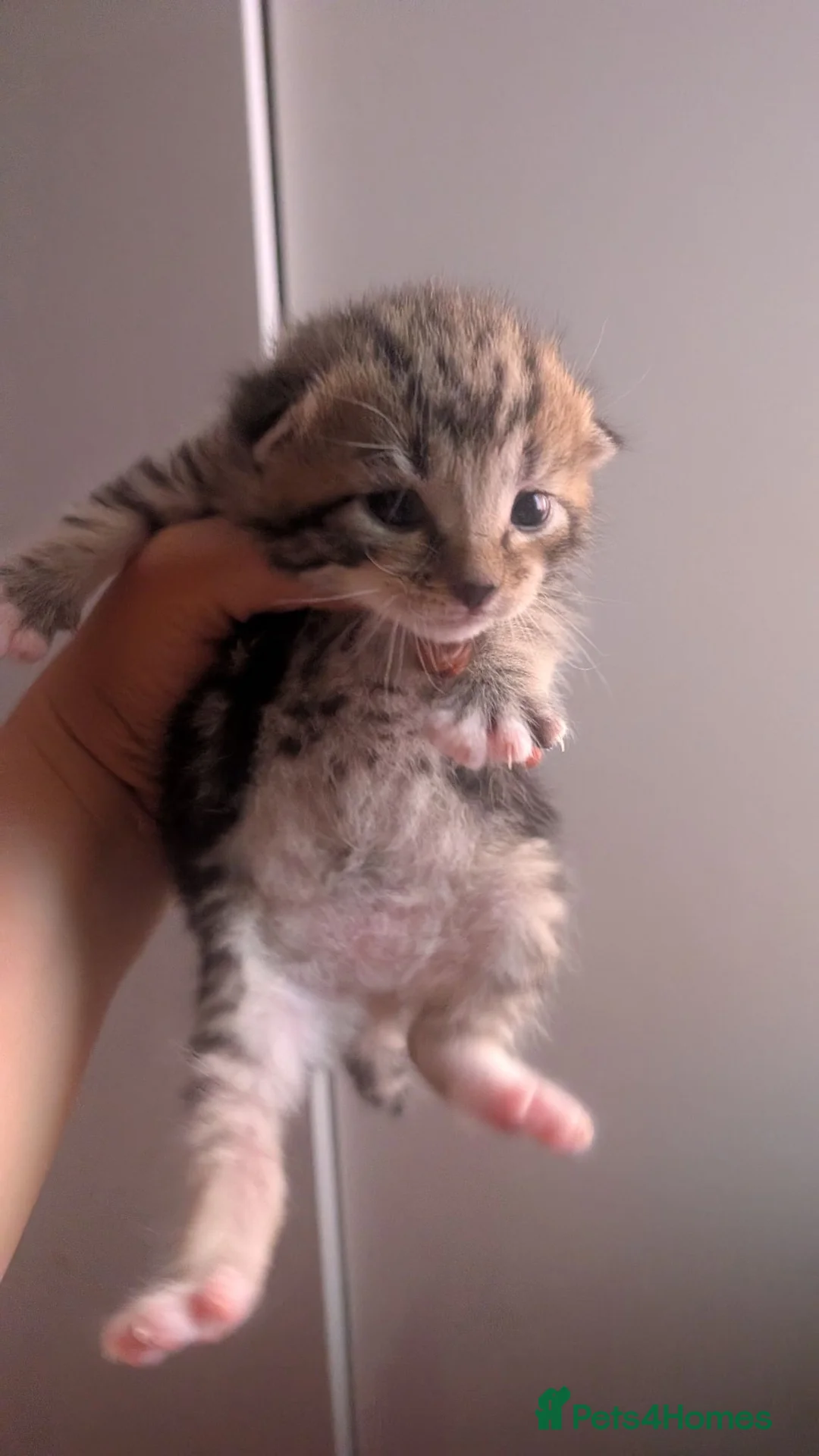 Mixed Breed cats for sale: Kittens for sale  - Advert 7