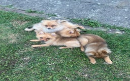 German Spitz dogs for sale: 4x Beautiful German Spitz Pomeranian Puppies  - Image 10