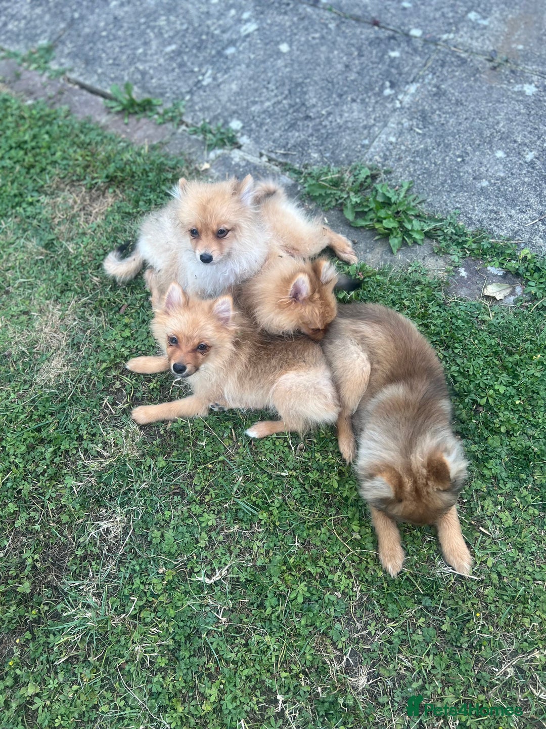 German Spitz dogs for sale: 4x Beautiful German Spitz Pomeranian Puppies  - Image 10