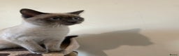 Siamese cats for sale: Beautiful Male Siamese-Mix Kitten/ 7 months/Dundee - Advert 4