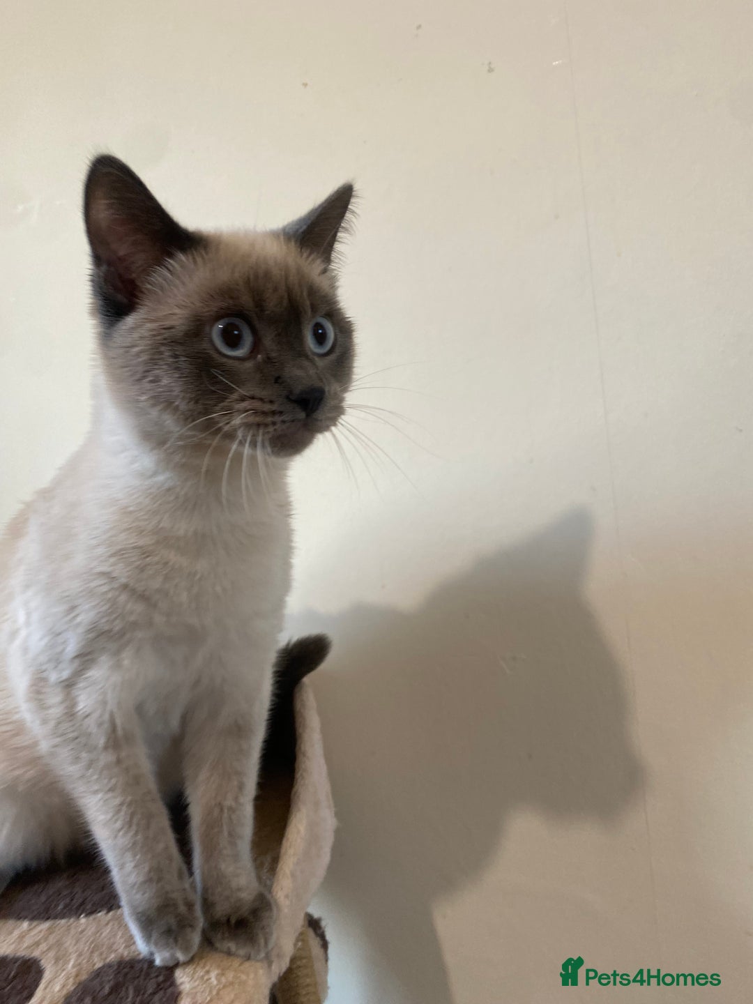 Siamese cats for sale: Beautiful Male Siamese-Mix Kitten/ 7 months/Dundee - Advert 4