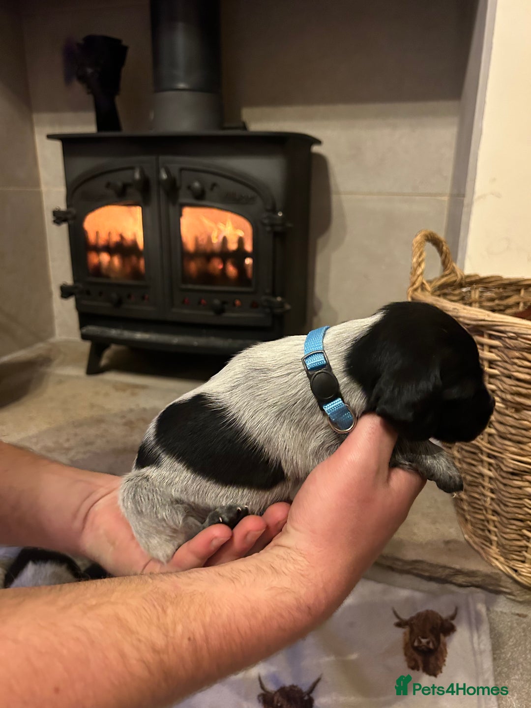 Mixed Breed dogs for sale: German wirehaired pointer x German wirehaired/Lab - Image 17