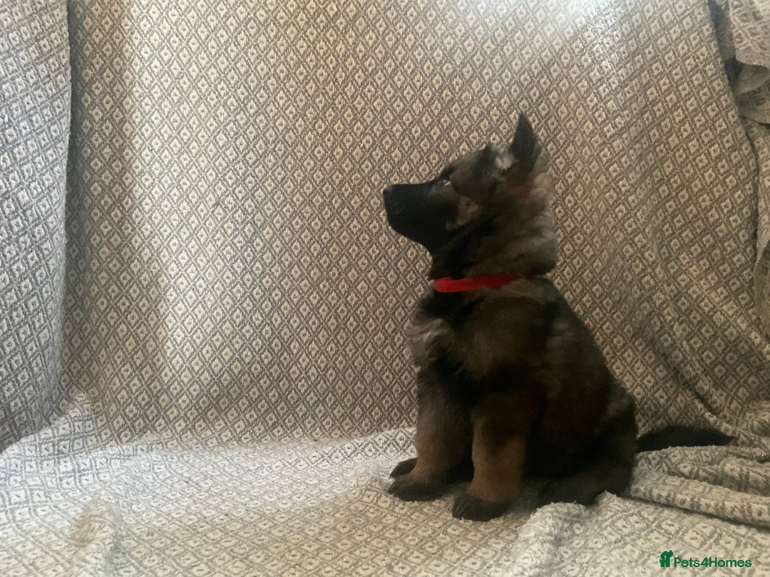 German Shepherd dogs for sale: Czech German Shepherd KC Registered puppies - Image 21