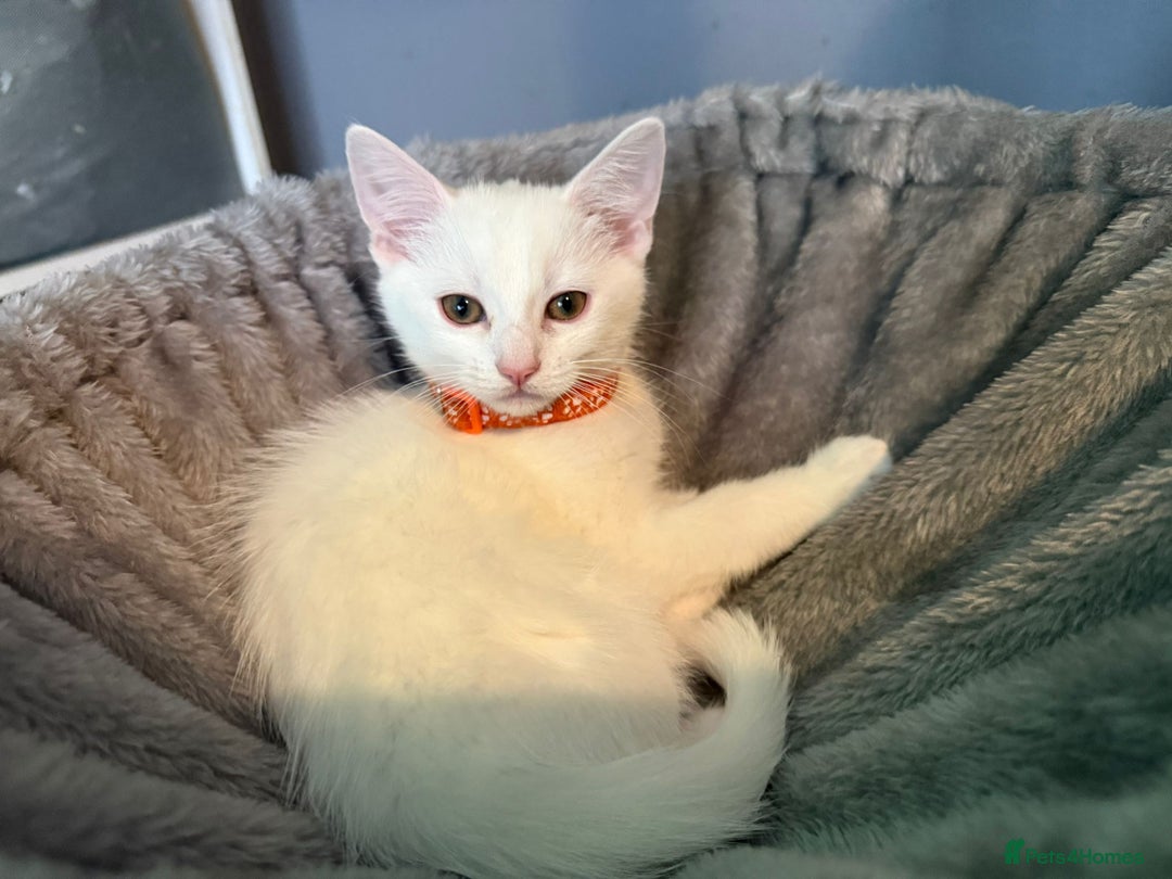 Turkish Angora cats for sale: Turkish Angora last 2 males left  - Image 11