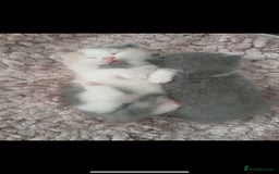 British Shorthair cats for sale: Gccf STUD, Blue Spotted,Blue, Lilac, Bi - Image 35