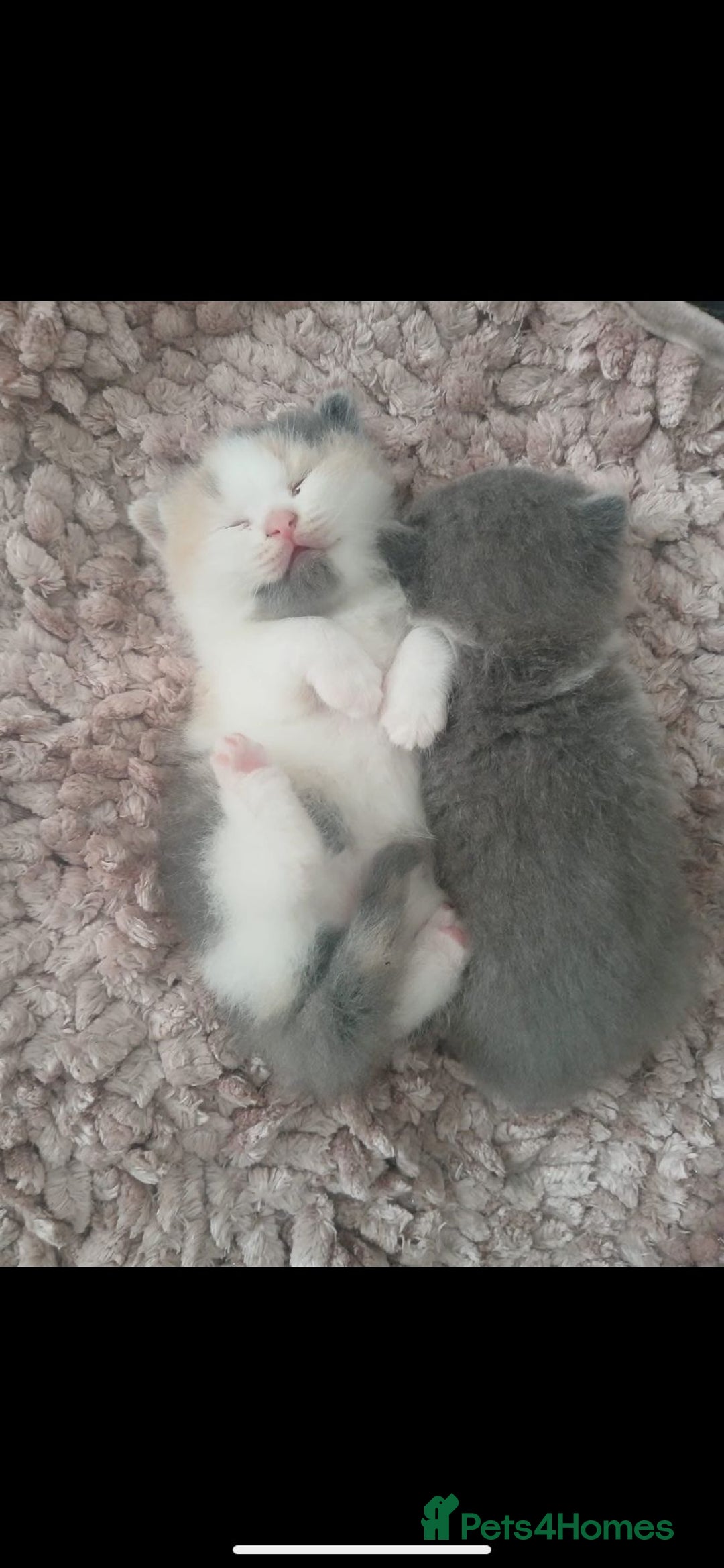 British Shorthair cats for sale: Gccf STUD, Blue Spotted,Blue, Lilac, Bi - Image 35