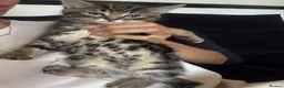 Mixed Breed cats for sale: 4, 8 week old kittens  - Advert 11