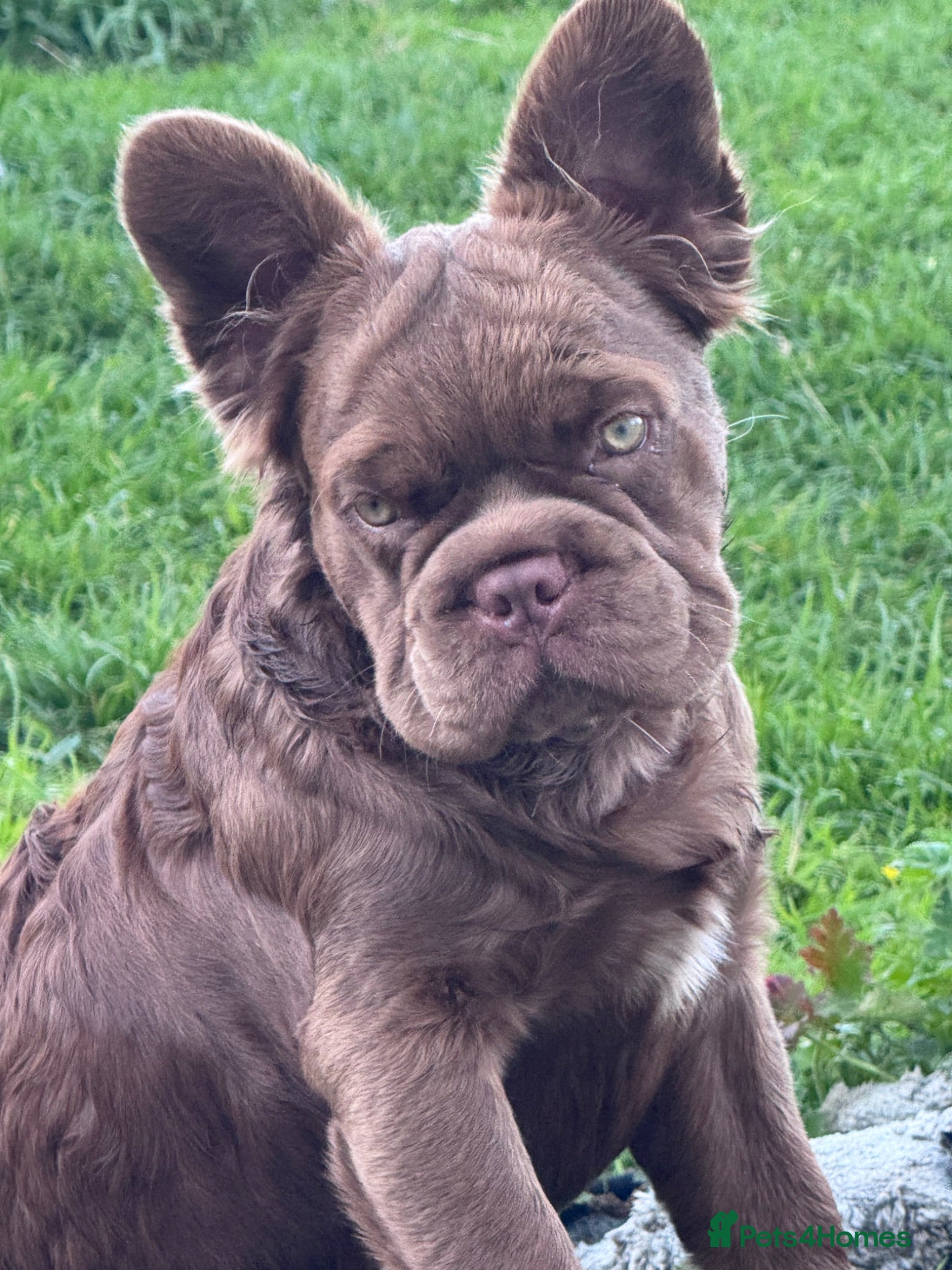 French Bulldog dogs 2 chocolate boys  - Advert 4