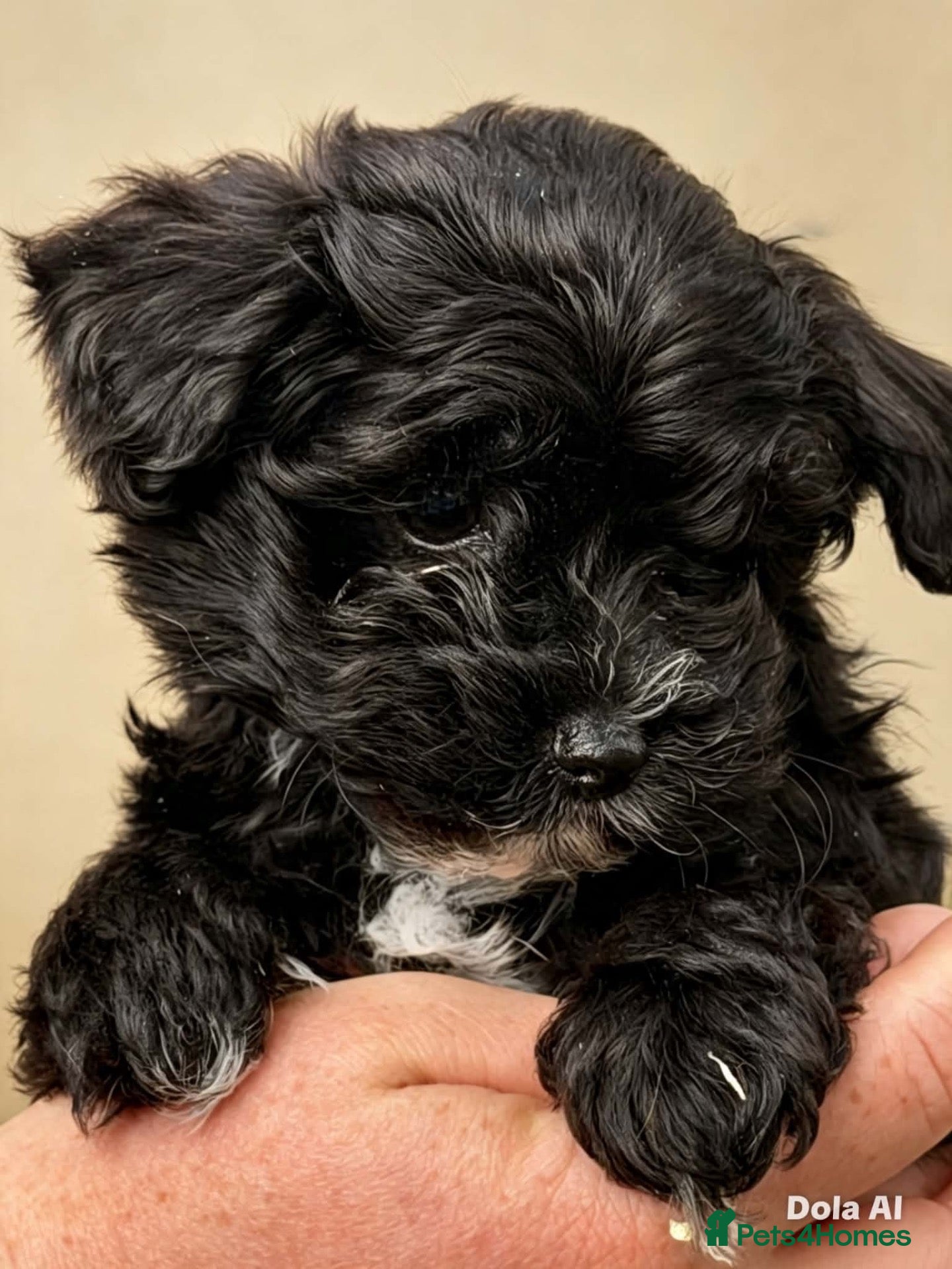 Maltipoo dogs 🐾 TINY F1B MALTIPOO PUPPIES 🐾 - Advert 2