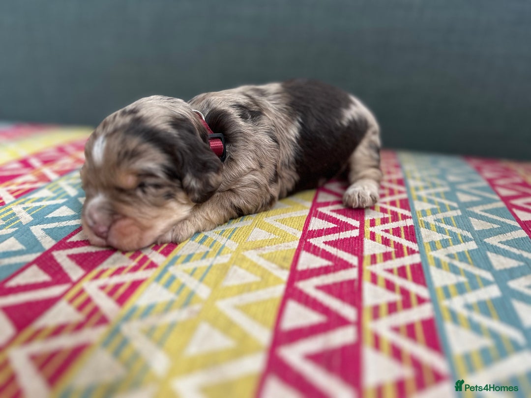 Cockapoo dogs for sale: Beautiful Cockapoo’s - Advert 9